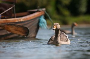 image of duck at boating lake