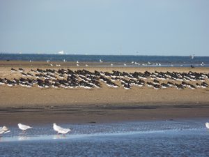 Coastal birds oystercatchers on the beach