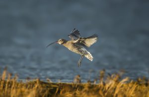 coastal birds - curlew
