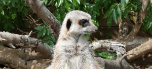a meerkat at the Jungle Zoo