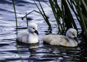Cygnets at Cleethorpes Country Park