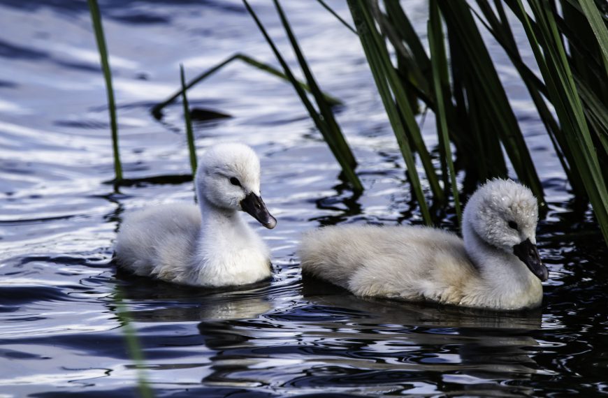 Cygnets at Cleethorpes Country Park