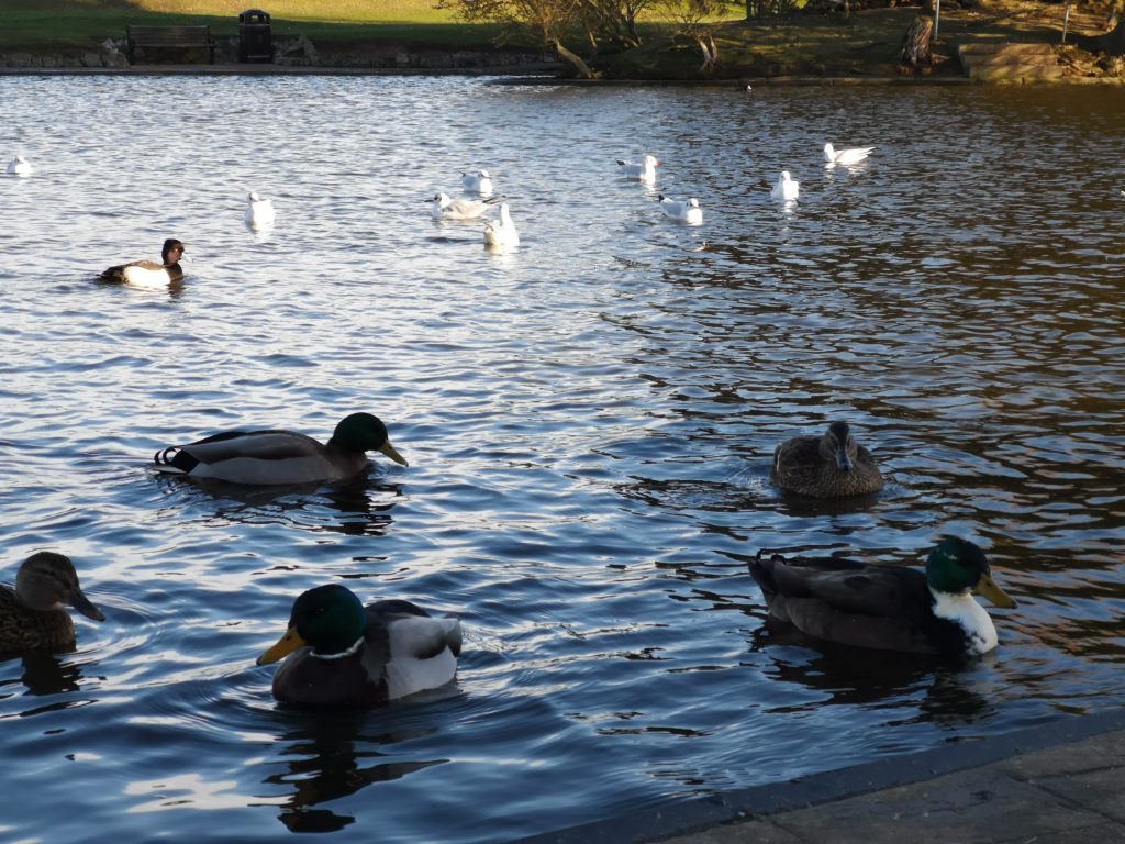 Ducks on the boating lake