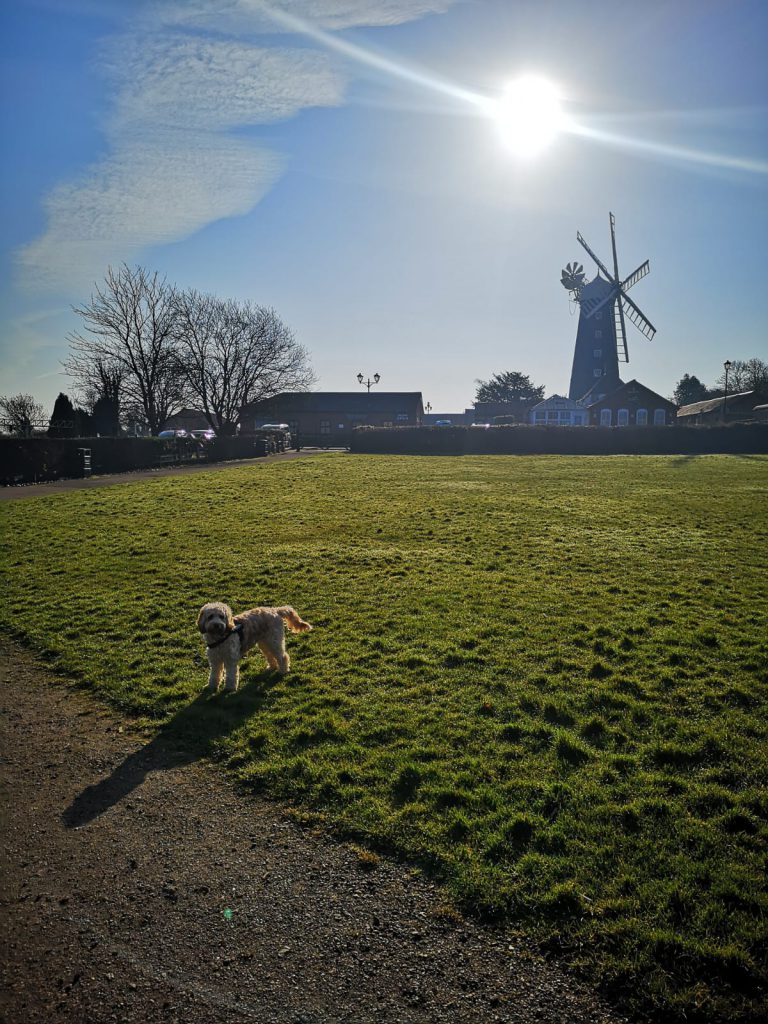 dog at Waltham Windmill