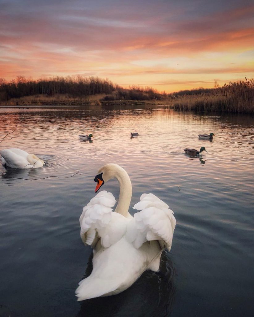 Swans at Cleethorpes country park