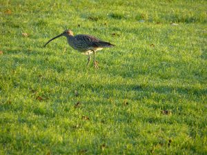 Curlew on grass image