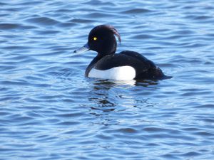 Tufted Duck image