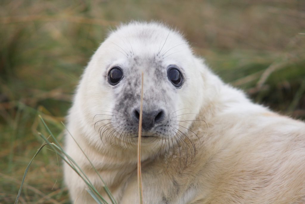 grey seal pup image