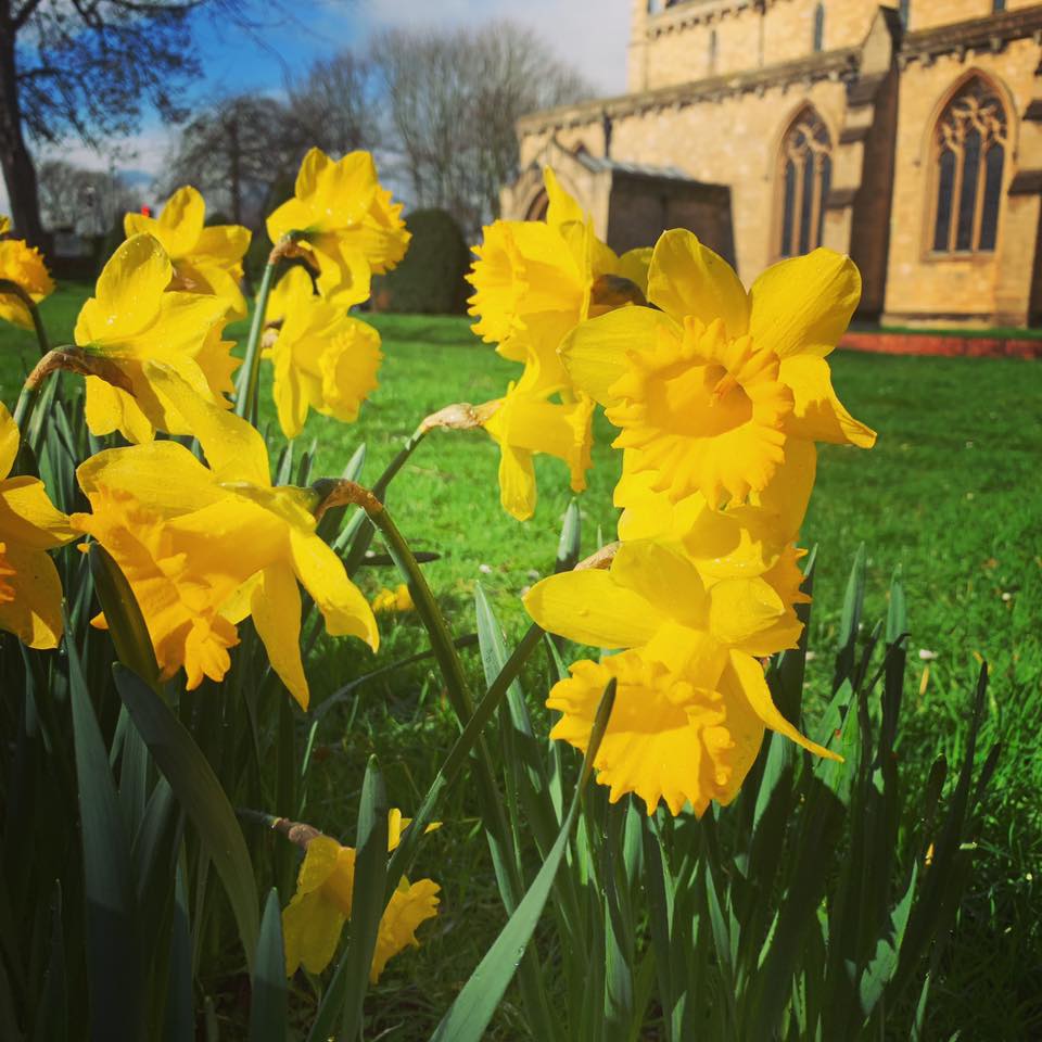 Spring daffodils at Grimsby Minster