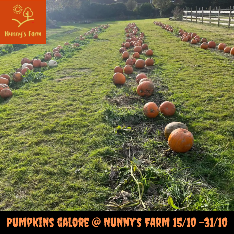 pumpkin picking at nunnys farm 15/10 -31/10